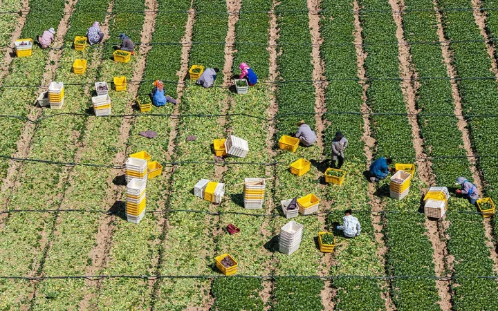 An aerial drone photo taken on May 7, 2026 shows workers harvesting Chinese flowering cabbages at a cool-season vegetable base in Helan County of Yinchuan City, northwest China's Ningxia Hui Autonomous Region.