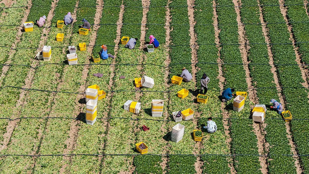 An aerial drone photo taken on May 7, 2026 shows workers harvesting Chinese flowering cabbages at a cool-season vegetable base in Helan County of Yinchuan City, northwest China's Ningxia Hui Autonomous Region.