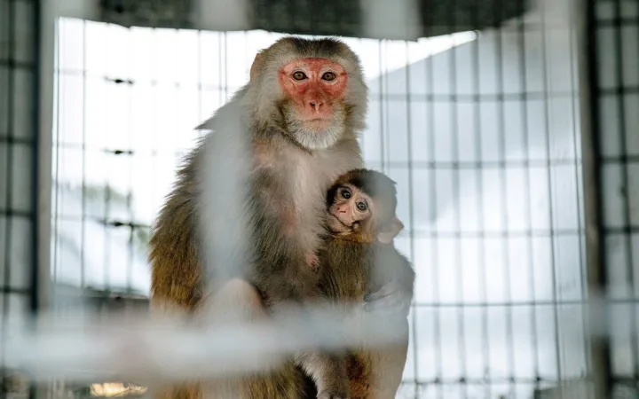 Pink-faced rhesus macaque monkeys at the Tulane University National Primate Research Center.