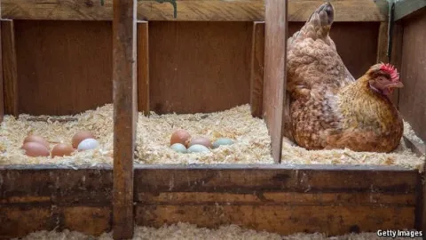 英国の平飼いの雌鶏