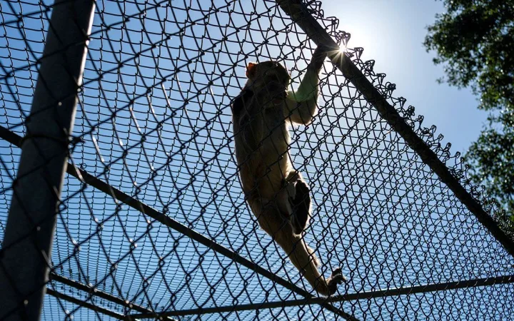 A rhesus macaque monkey climbs on the fence around its enclosure at the Tulane National Primate Research Center in Covington, Louisiana