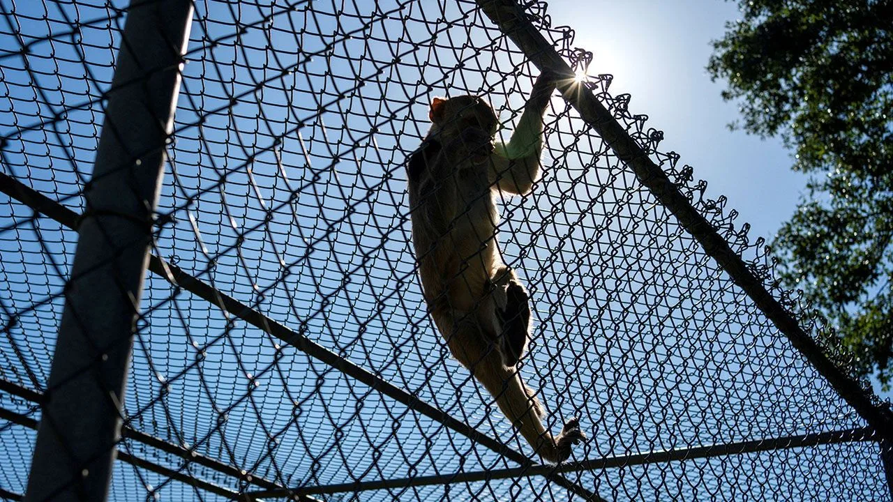 A rhesus macaque monkey climbs on the fence around its enclosure at the Tulane National Primate Research Center in Covington, Louisiana