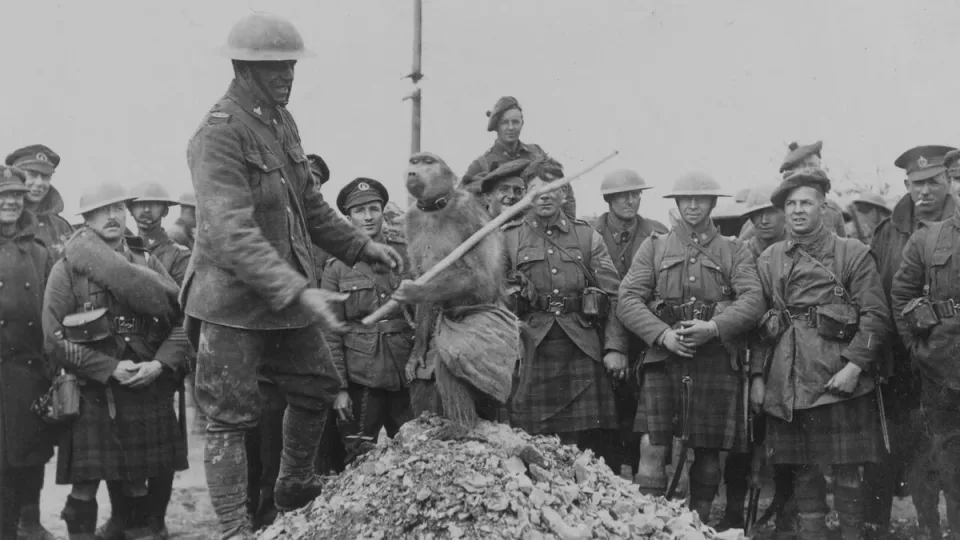 Jackie the Baboon with a South African Scottish unit during World War I