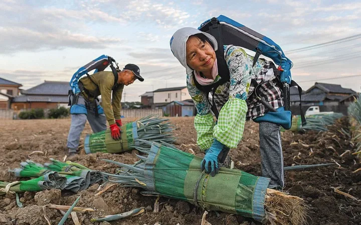 Growers wearing Innophys muscular-assist exoskeletons while picking Japanese leeks.