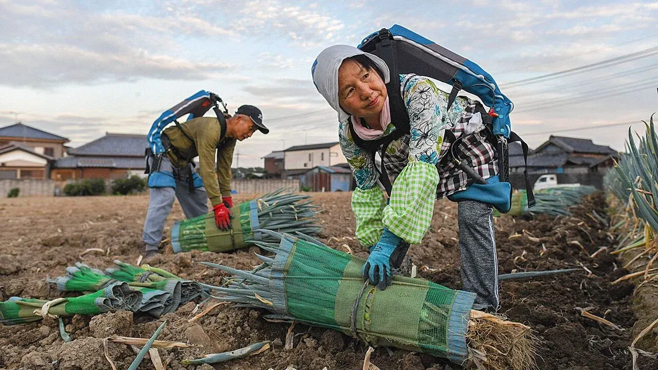 Growers wearing Innophys muscle-assist exoskeletons while picking Japanese leeks in a field