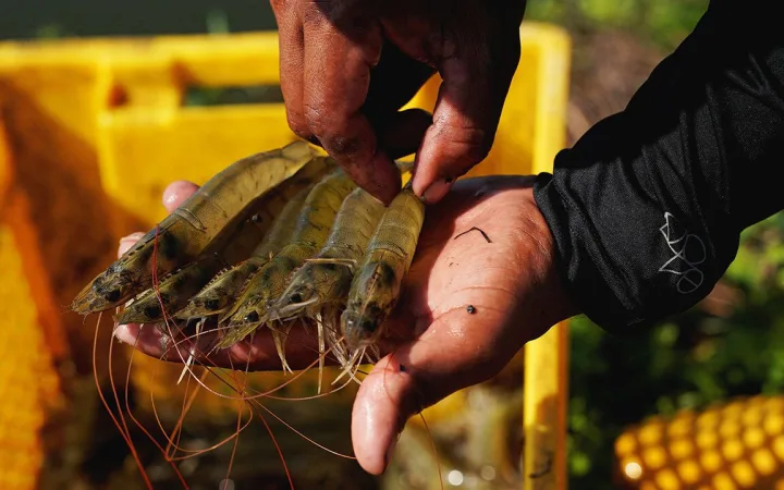 Fresh shrimp caught from a pond, in Taura, Ecuador.