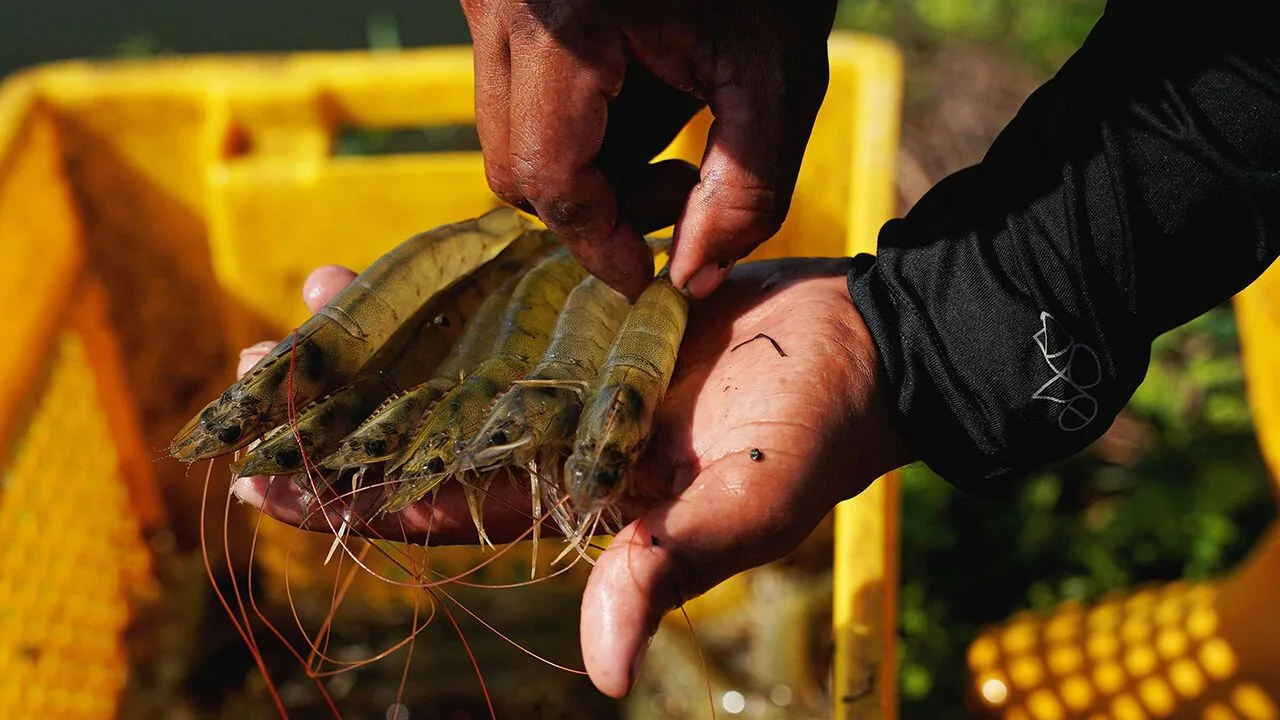 Fresh shrimp harvested from a pond in Taura, Ecuador
